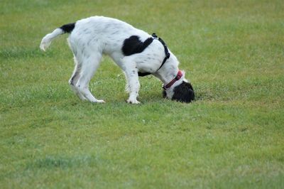 Dog running in grassy field