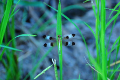 Close-up of insect on plant