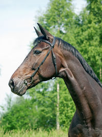 Close-up of horse looking away while standing against trees