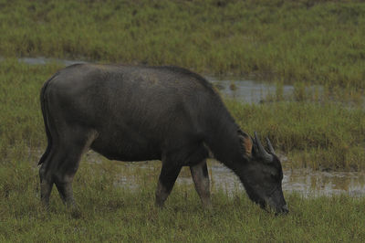 Horse grazing in field