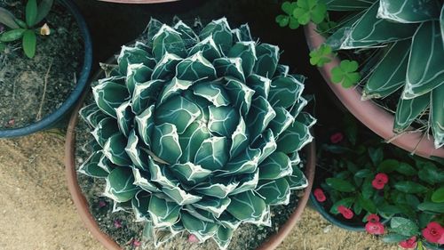 High angle view of potted cactus plant in yard