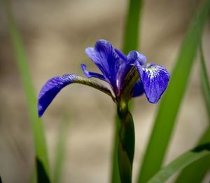 Close-up of purple flower blooming outdoors