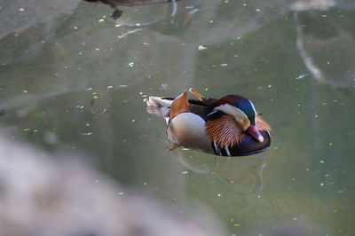 Mandarin duck swimming on lake