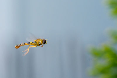 Close-up of bee flying