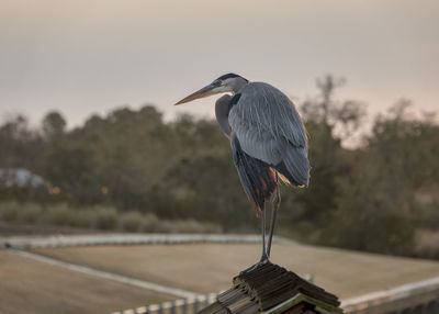 Gray heron perching on railing against sky