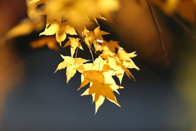 Close-up of yellow maple leaves