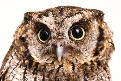 Close-up portrait of owl