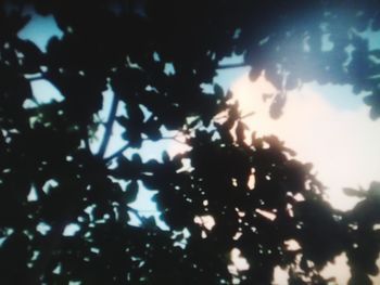 Low angle view of silhouette tree against sky during sunset