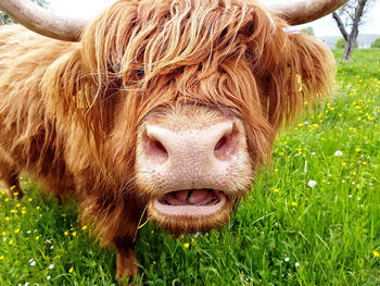 Close-up of cow on field