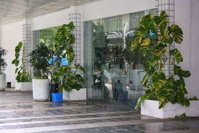 Potted plants against building
