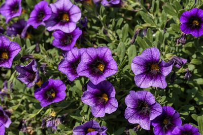 flowering plant