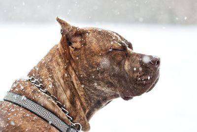 Close-up of dog during snowfall