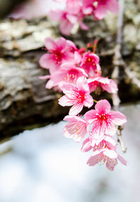 Close-up of pink flowers blooming outdoors