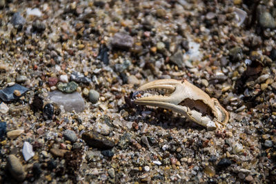 Close-up of seashell on pebbles