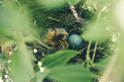 Close-up of bird in nest