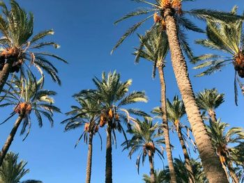 A picture of a palm tree in egypt for 5 dollars.