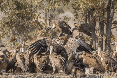 Flock of vultures scavenging on a field