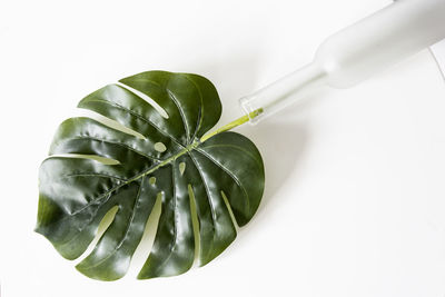 Close-up of green leaf on white background