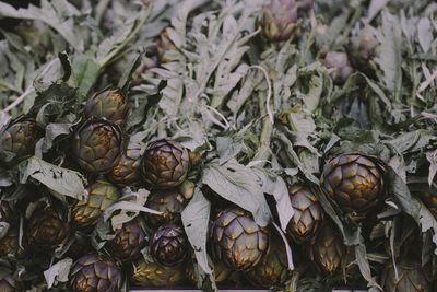 Close-up of vegetables