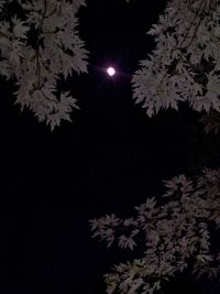 Low angle view of illuminated tree