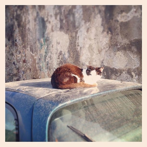 transfer print, animal themes, one animal, auto post production filter, wildlife, domestic animals, pets, animals in the wild, high angle view, bird, mammal, full length, outdoors, day, sunlight, no people, rock - object, zoology, nature, cat