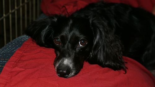 Close-up portrait of black dog