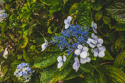 Close-up of purple flowering plants