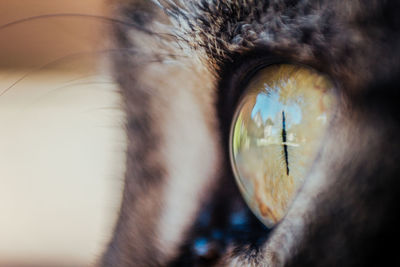 Close-up of human eye