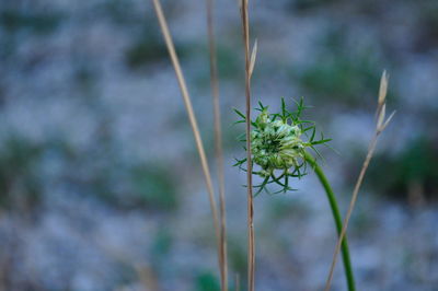 Close-up of flowering plant on field