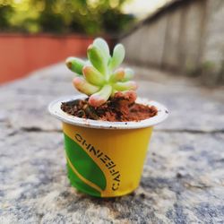 Close-up of potted plant