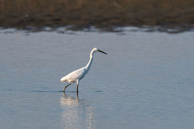 Bird in a lake