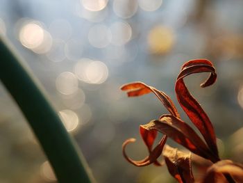 Close-up of red flowering plant