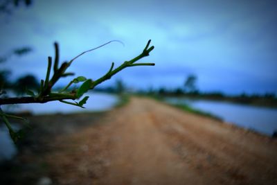 Close-up of plant against sky