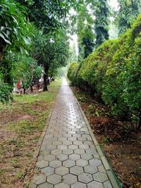 Footpath in park