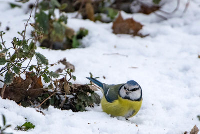 Close-up of bird perching on snow