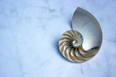 High angle view of seashell on white background