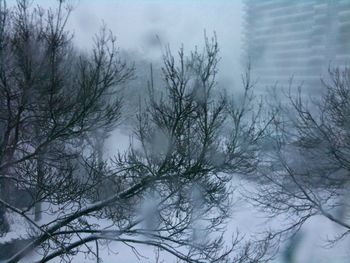 Low angle view of bare trees against sky