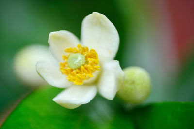 Close-up of white flowering plant