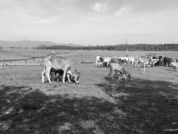 Horses in the field