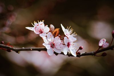 Close-up of pink cherry blossoms in spring