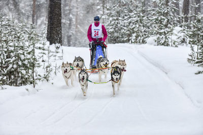 View of dog riding horse on snow covered landscape