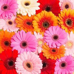 High angle view of multi colored flowering plants