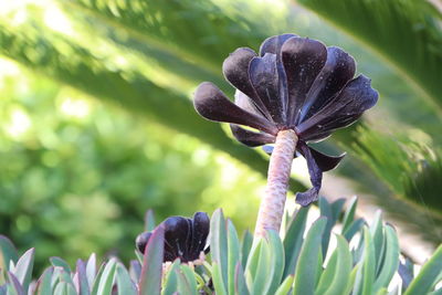 Close-up of purple flowering plant