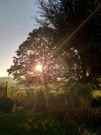 Sunlight streaming through trees on field against bright sun