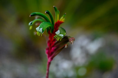 Close-up of red flower