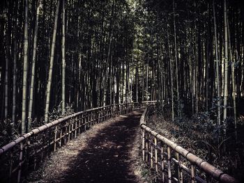 Pathway amidst bamboo trees at forest