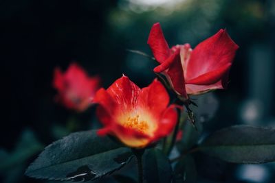 Close-up of orange rose