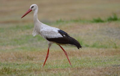 Close-up of bird perching on field