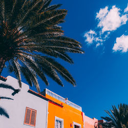 Low angle view of palm tree and building against sky