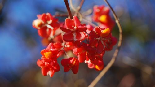 Close-up of red flowering plant